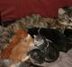 Maine Coon Molly 