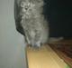 Maine Coon DK Cosmea´s banzai