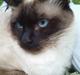 Ragdoll Dina<3