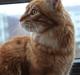 Maine Coon Sifu. SOLGT