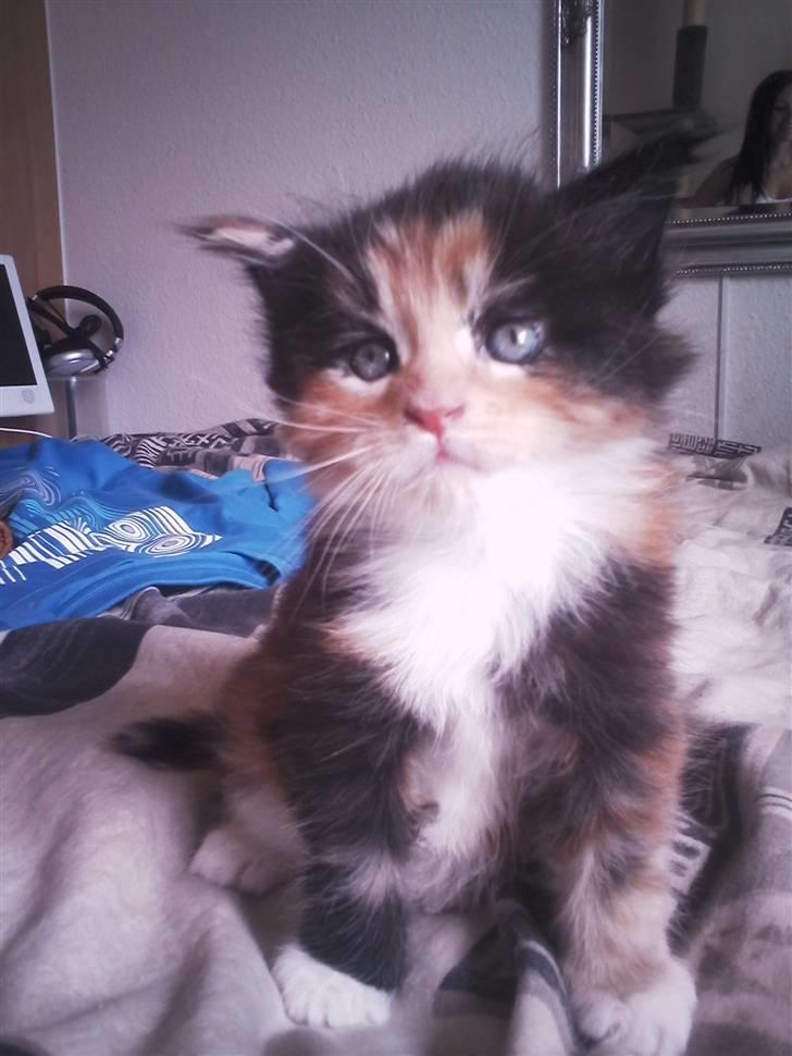 Maine Coon Nala R.I.P min skat<3 billede 1