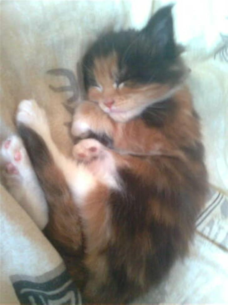 Maine Coon Nala R.I.P min skat<3 billede 2