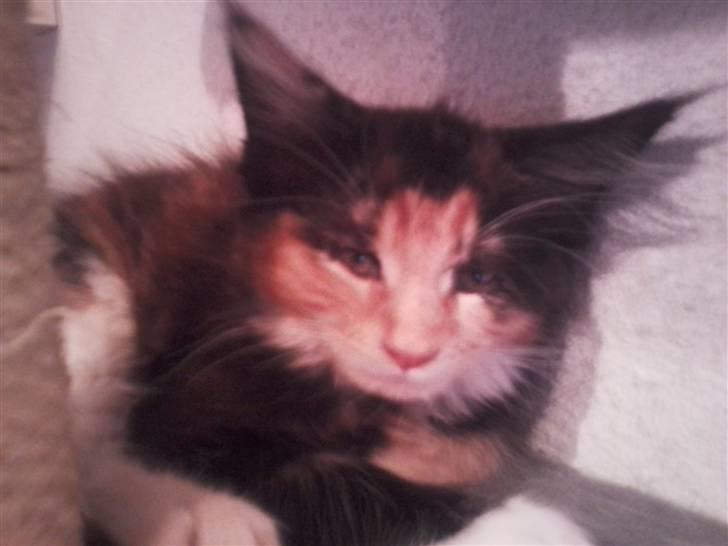 Maine Coon Nala R.I.P min skat<3 billede 3