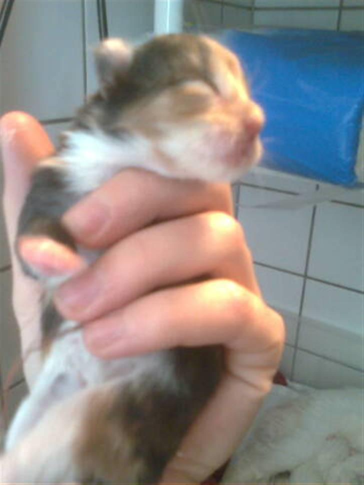 Maine Coon Nala R.I.P min skat<3 - 6 dage gammel billede 4