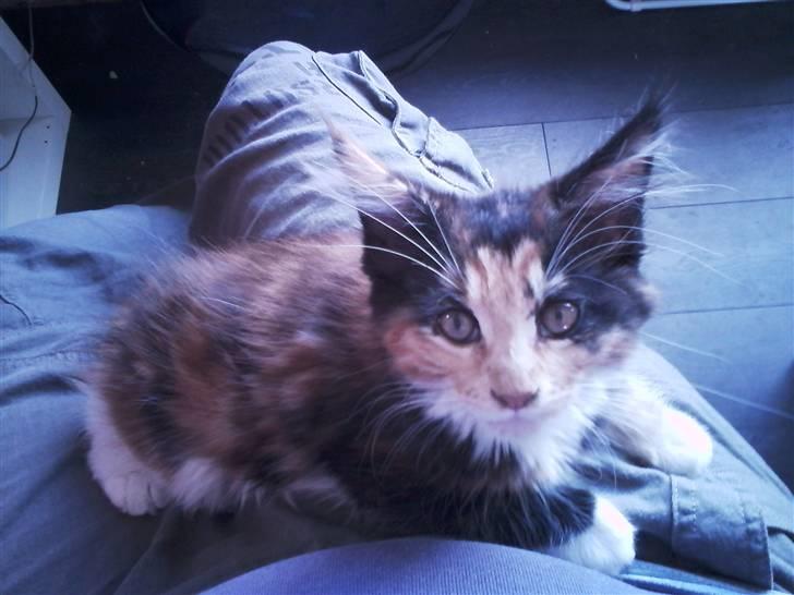 Maine Coon Nala R.I.P min skat<3 billede 5
