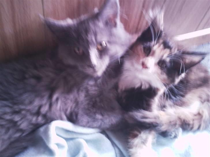 Maine Coon Nala R.I.P min skat<3 - Nala og Aslan billede 6