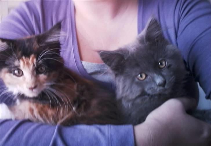 Maine Coon Nala R.I.P min skat<3 - Nala og Aslan billede 7