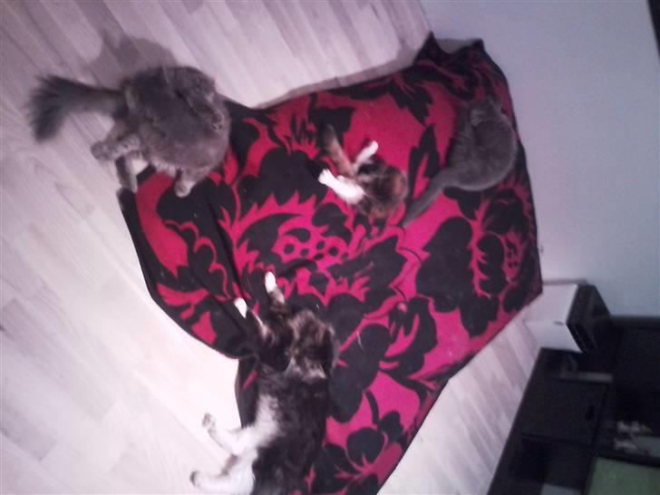 Maine Coon Nala R.I.P min skat<3 - Os alle 4 billede 8