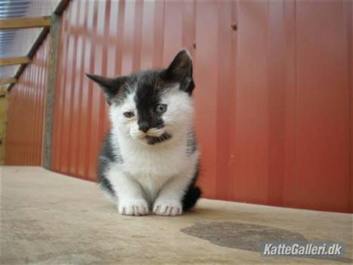 Huskat Thor Død d 4-1-2011 billede 9