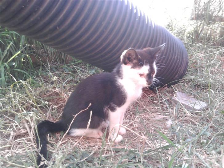 Huskat Thor Død d 4-1-2011 billede 10