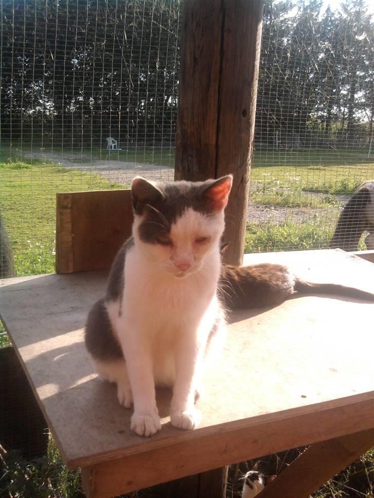 Huskat Oliver R.I.P billede 20