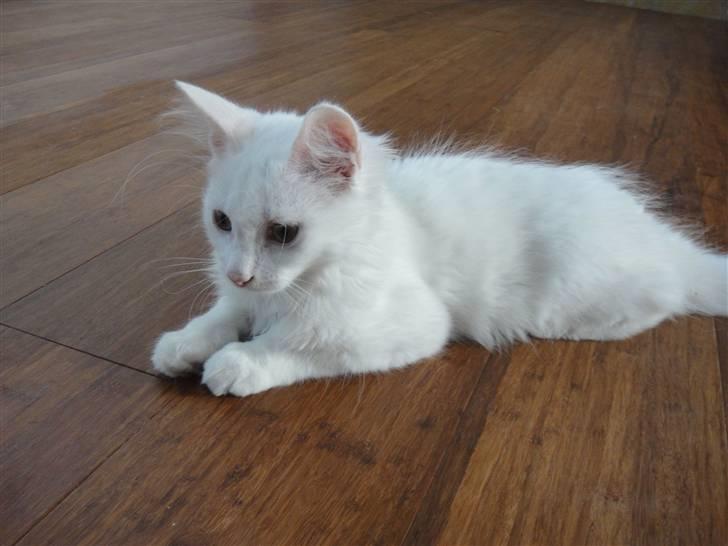 Maine Coon Sørøver Sally billede 1