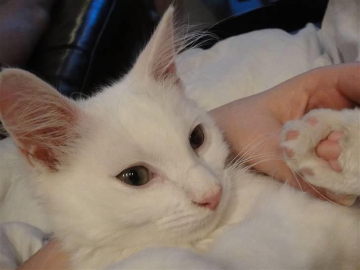 Maine Coon Sørøver Sally billede 2