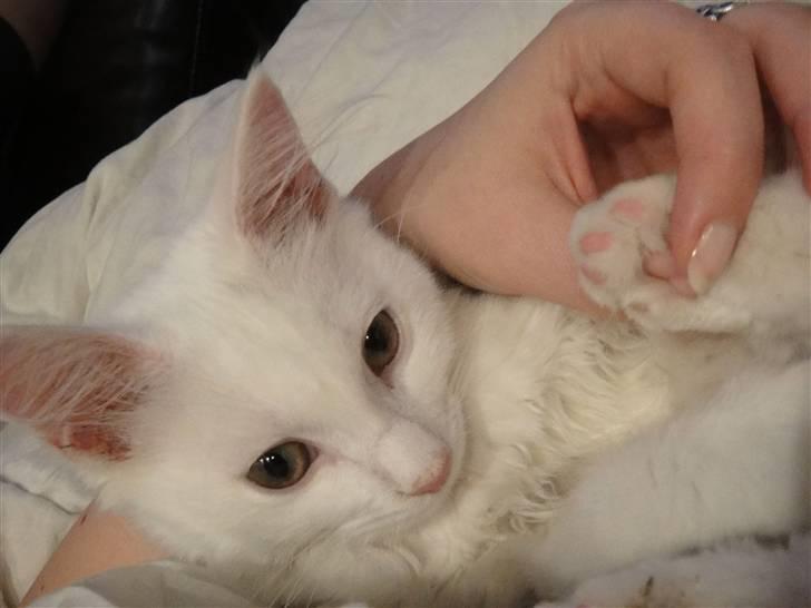 Maine Coon Sørøver Sally billede 3