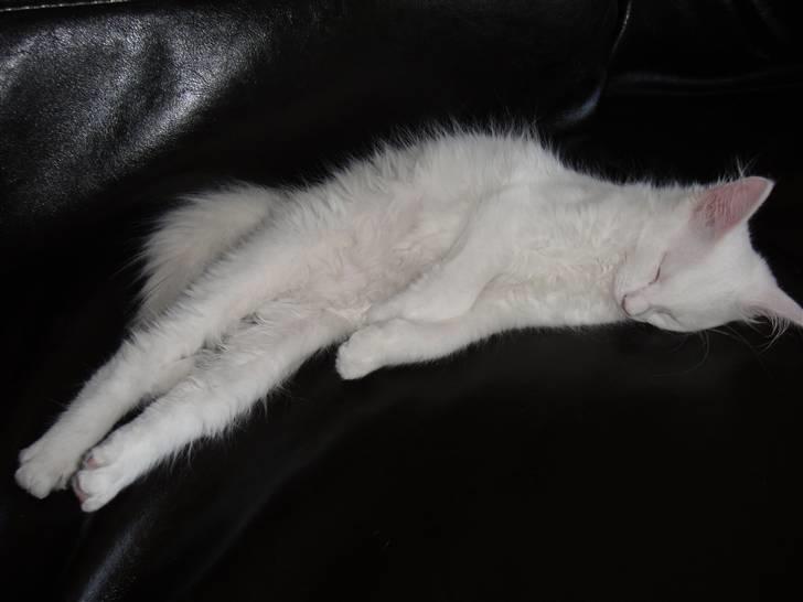 Maine Coon Sørøver Sally billede 4