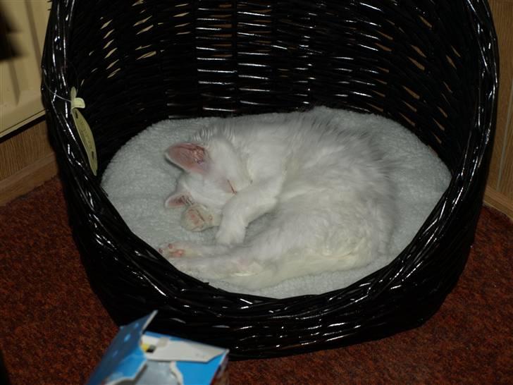 Maine Coon Sørøver Sally billede 5