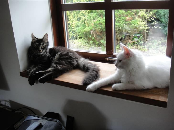 Maine Coon Sørøver Sally billede 6