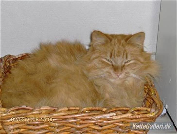 Blanding af racer Simba billede 4