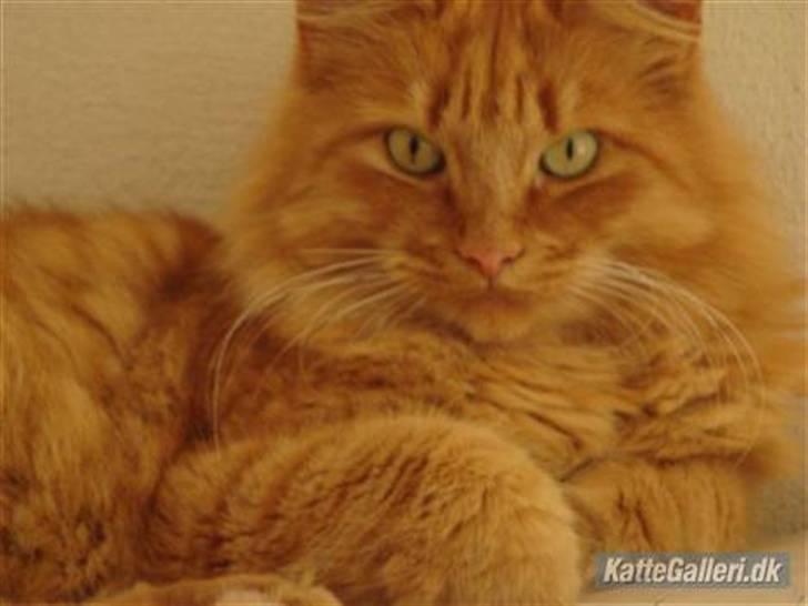 Blanding af racer Simba billede 5