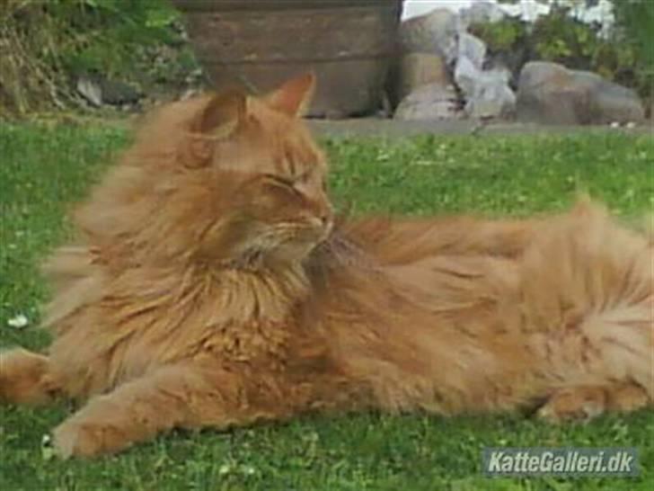 Blanding af racer Simba billede 7