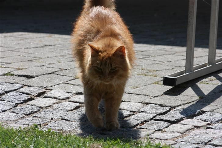 Blanding af racer Simba billede 8