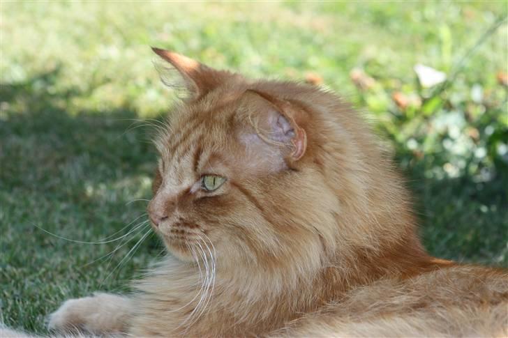 Blanding af racer Simba billede 9