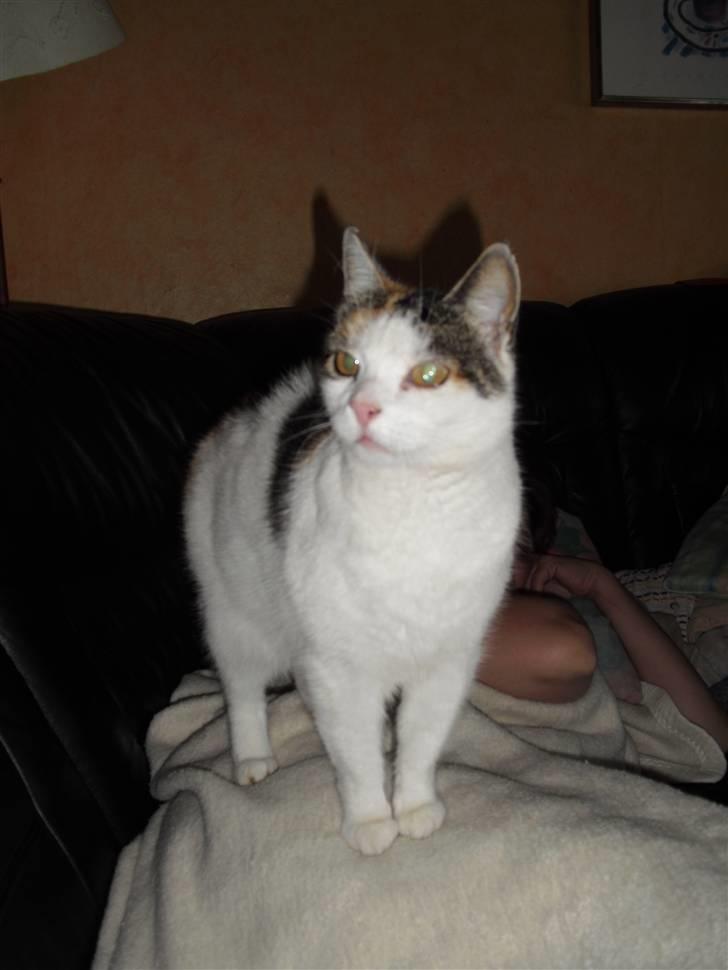 Blanding af racer Cervinagaard Ariel R.I.P billede 1