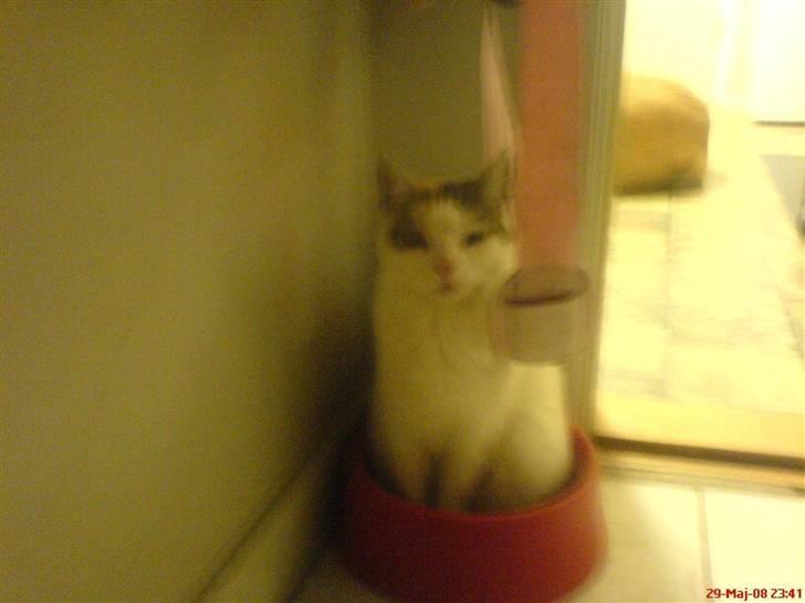 Blanding af racer Cervinagaard Ariel R.I.P billede 2