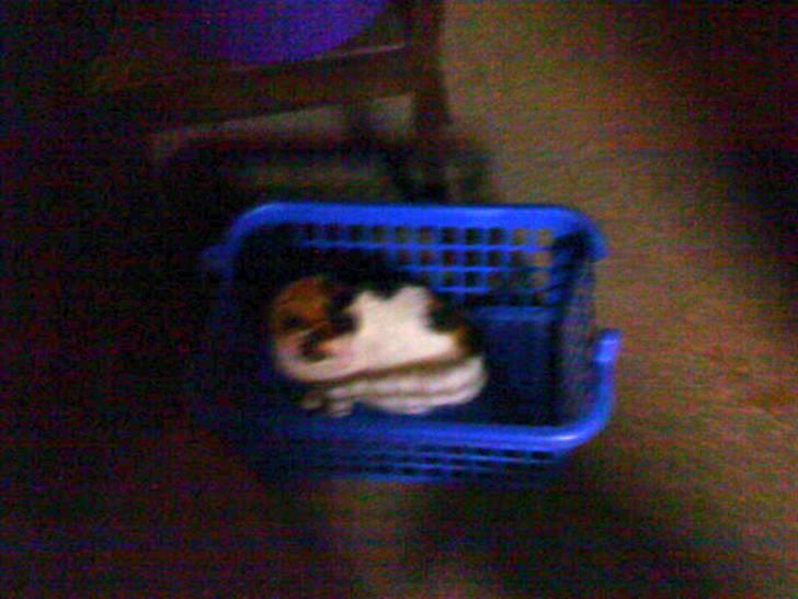 Blanding af racer Cervinagaard Ariel R.I.P billede 3