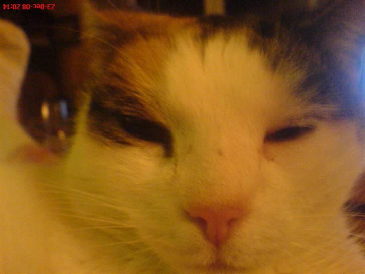 Blanding af racer Cervinagaard Ariel R.I.P billede 4