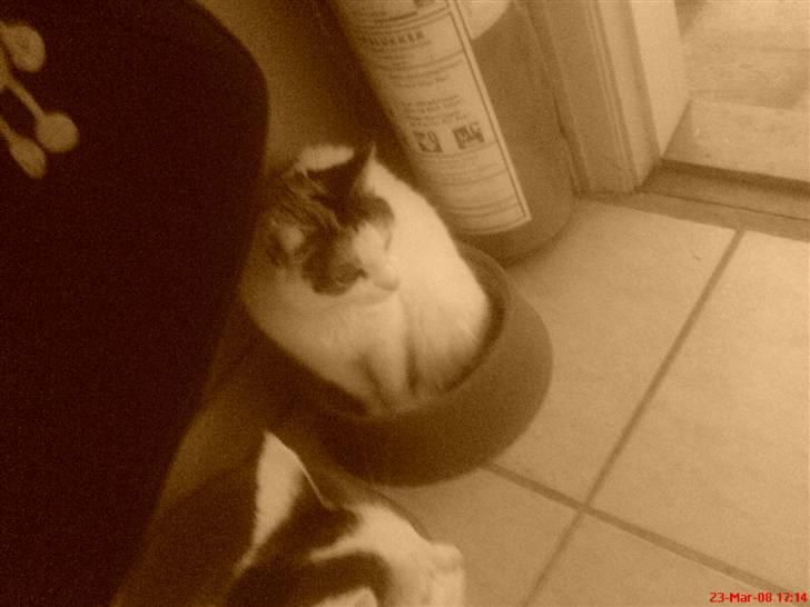 Blanding af racer Cervinagaard Ariel R.I.P billede 5