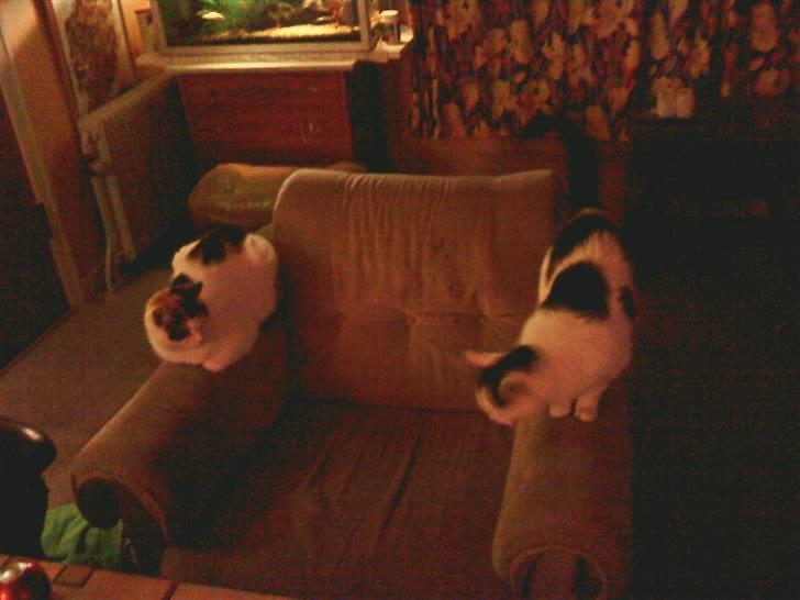 Blanding af racer Cervinagaard Ariel R.I.P - Mor: Ariel og Datter Melodi billede 6