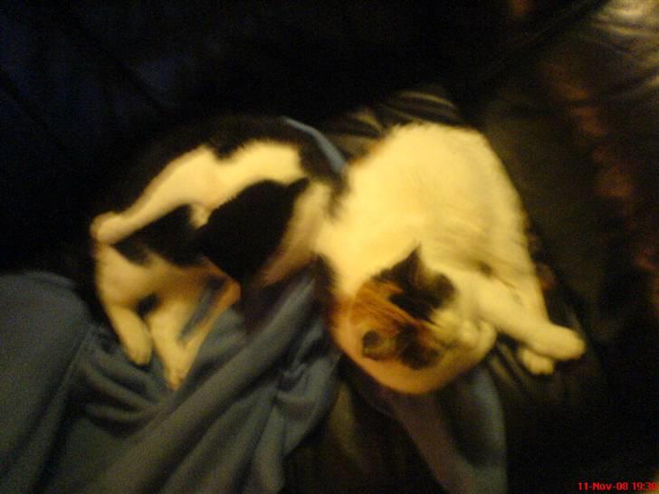 Blanding af racer Cervinagaard Ariel R.I.P - Barnebarn: Pjuske og mormor: Ariel  billede 7