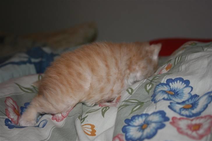 Maine Coon Creamy billede 6