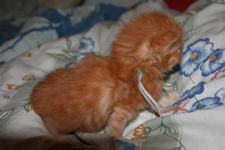 Maine Coon Tiger billede 6