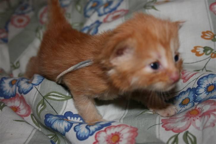 Maine Coon Tiger - nu kan jeg snart møve mig fremad med mere fart på og jeg er hurtig ZOOOOMMMmmm  billede 7