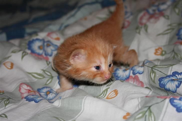 Maine Coon Tiger - var det denne her vej jeg skulle...??  billede 8