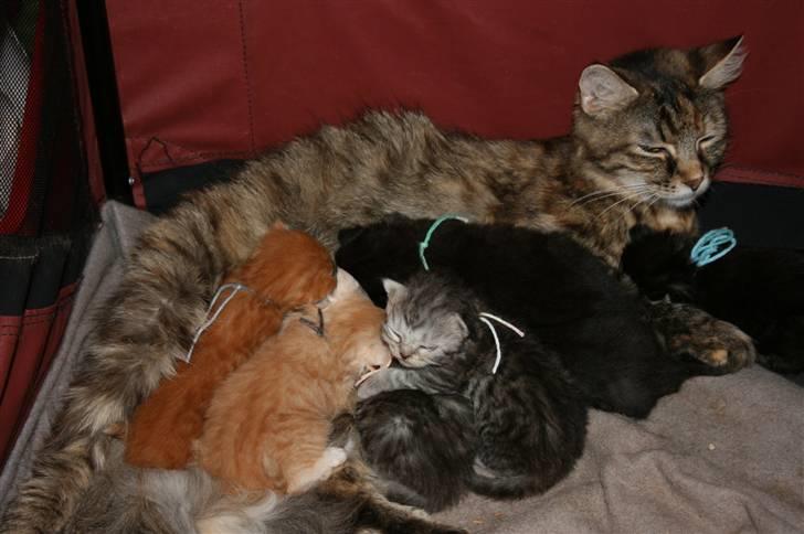 Maine Coon Molly  billede 1