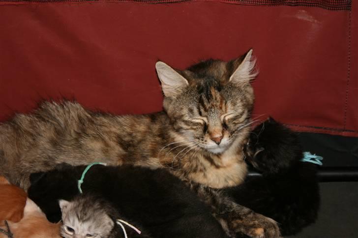 Maine Coon Molly  billede 2