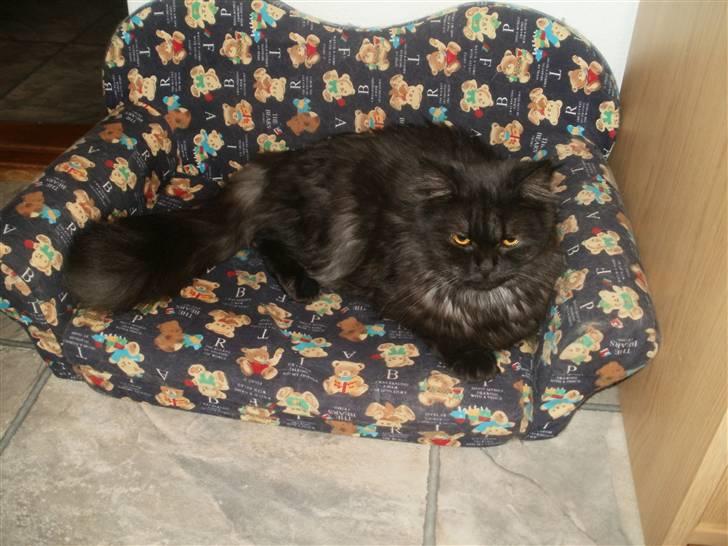 Blanding af racer Sandy Sov sødt min pige billede 10