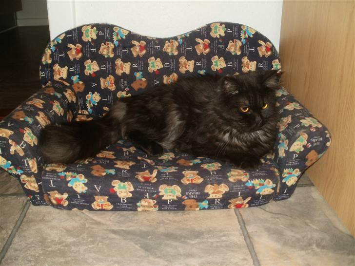 Blanding af racer Sandy Sov sødt min pige billede 11