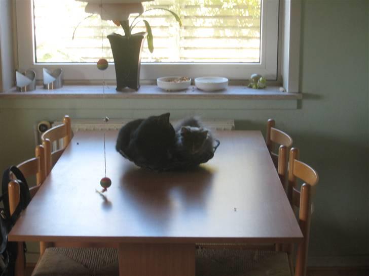 Maine Coon Luna - Luna og vores huskat Focus ... Total hygge :-) billede 5