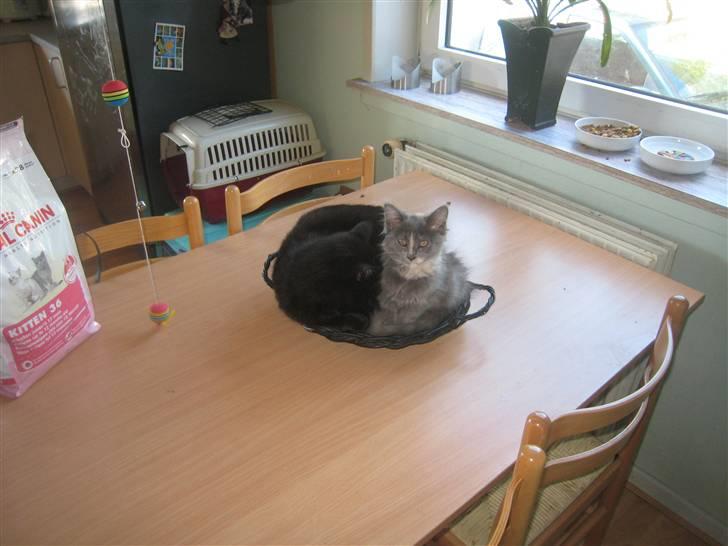 Maine Coon Luna - Luna og Focus Hygger billede 6