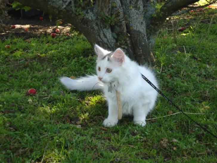 Norsk Skovkat Oscar Oliver - aug.2010 billede 16