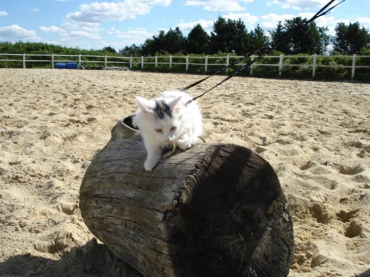 Norsk Skovkat Oscar Oliver - aug.2010 billede 17