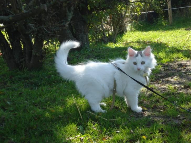 Norsk Skovkat Oscar Oliver - aug.2010 billede 18