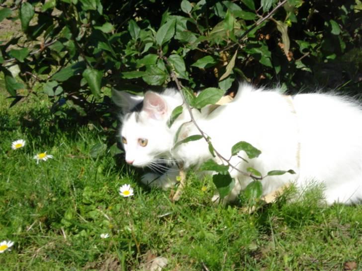 Norsk Skovkat Oscar Oliver - aug.2010 billede 19