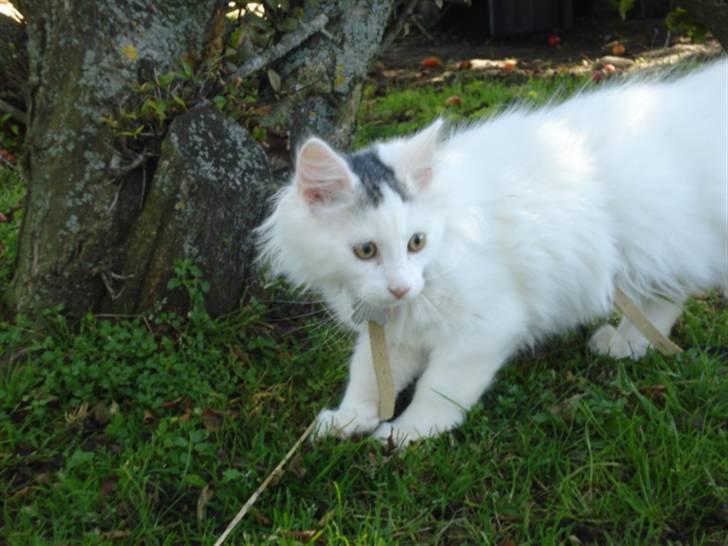Norsk Skovkat Oscar Oliver - aug.2010 billede 20