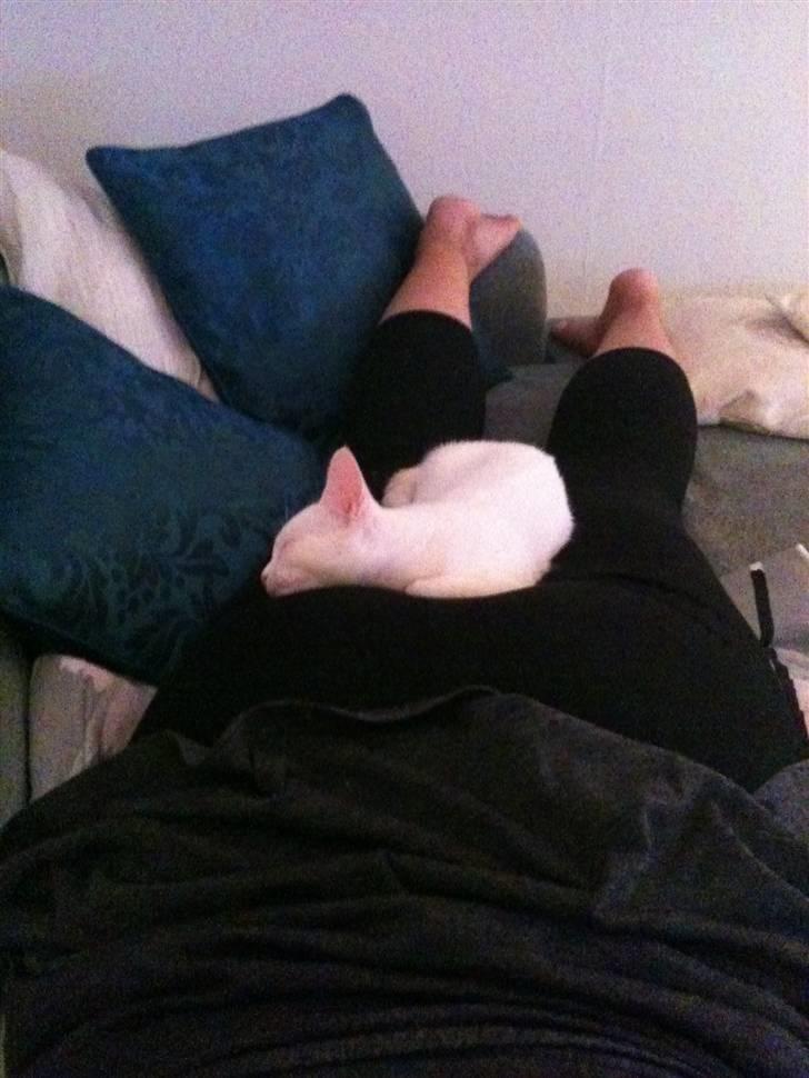 Blanding af racer Cicero - Mmmm, der er så rart at ligge på mors bagdel. :) billede 6