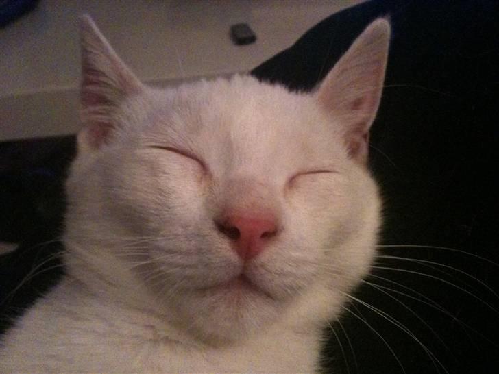 Blanding af racer Cicero billede 7